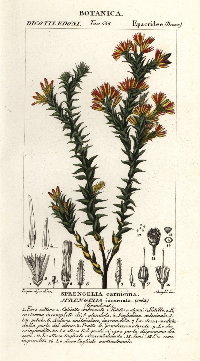 Pink swamp heath, Sprengelia incarnata by Stanghi Stanghi