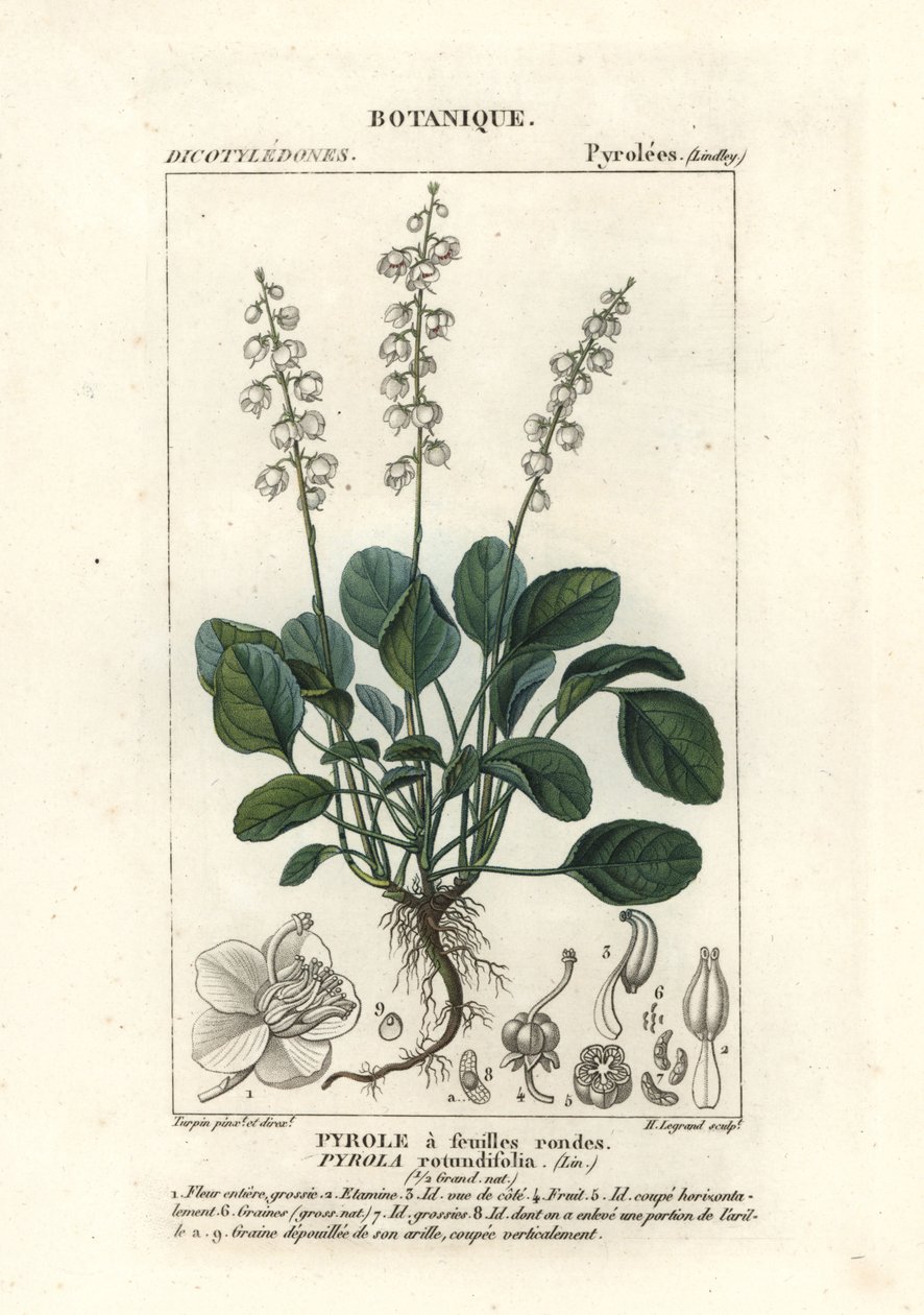 Round-leaved wintergreen by Stanghi Stanghi