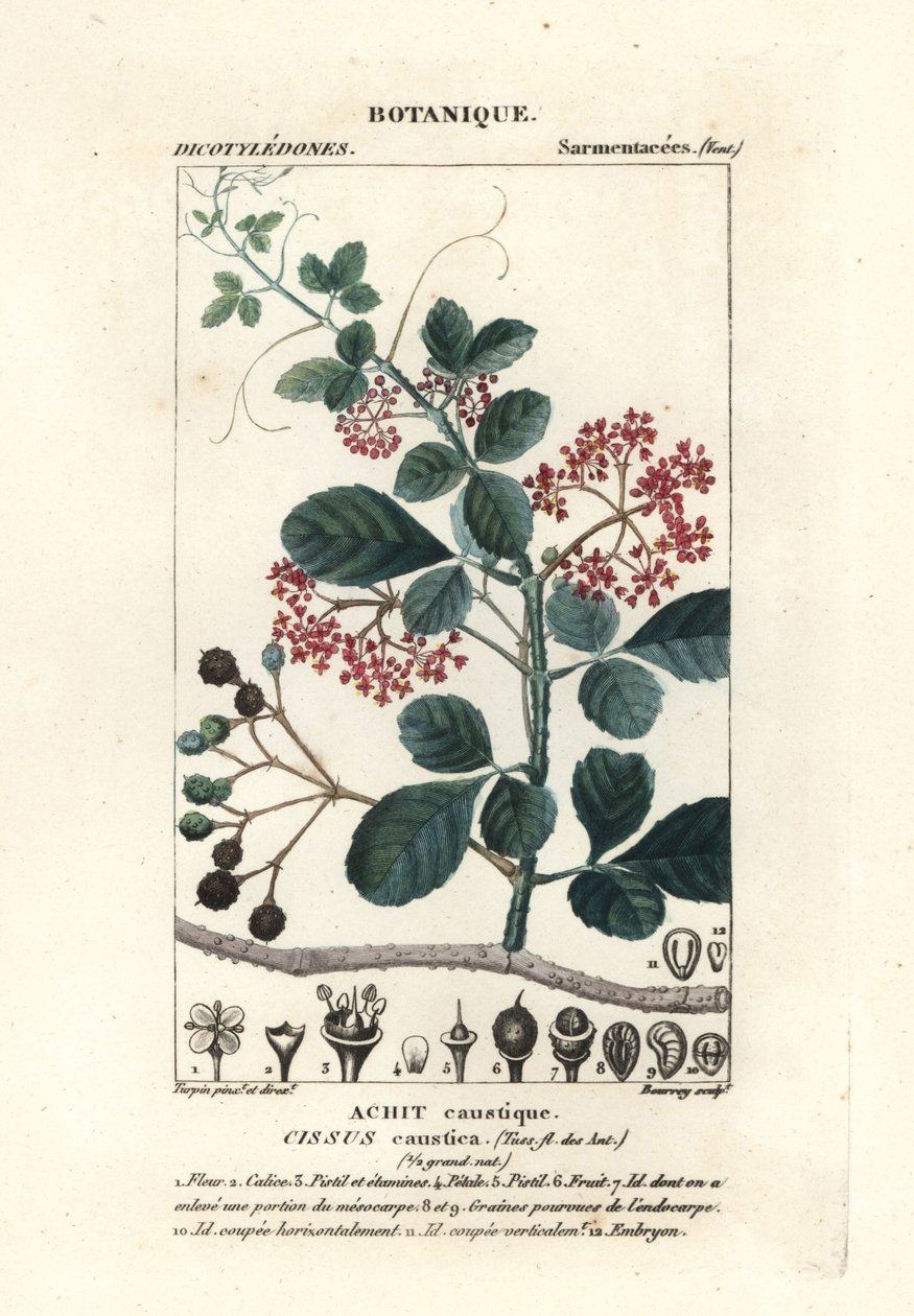 Spoonleaf treebine by Stanghi Stanghi