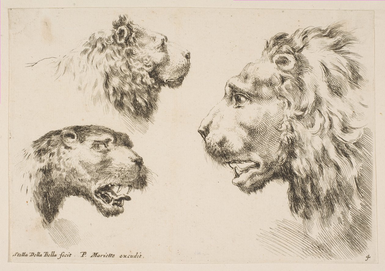 Heads of Three Lions by Stefano della Bella
