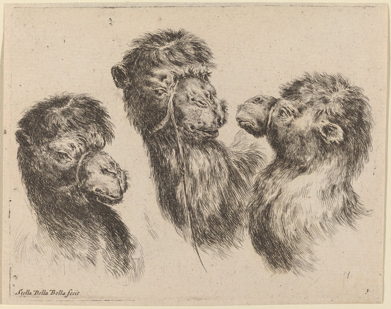 Three Camel Heads by Stefano della Bella