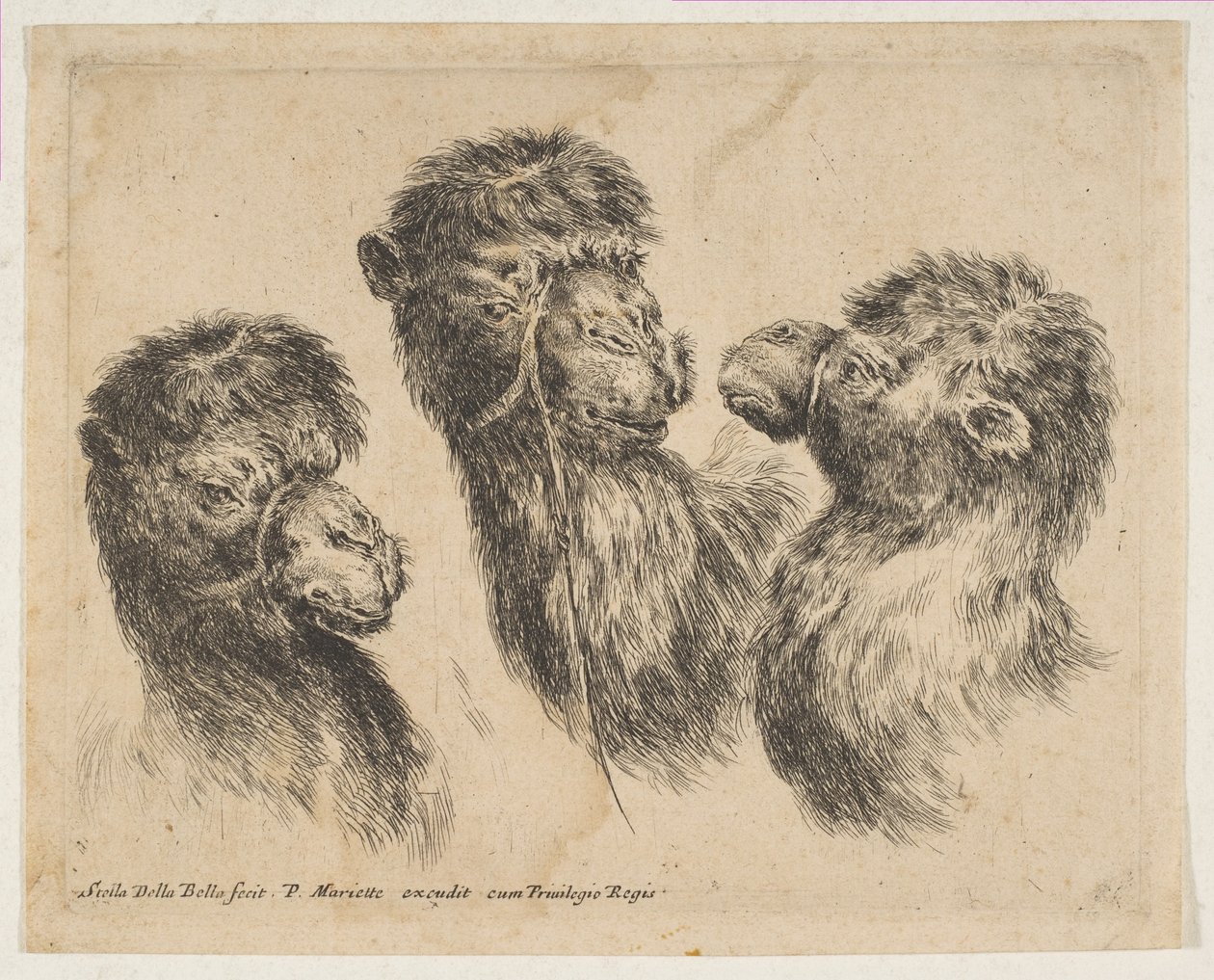 Three Camel Heads by Stefano della Bella