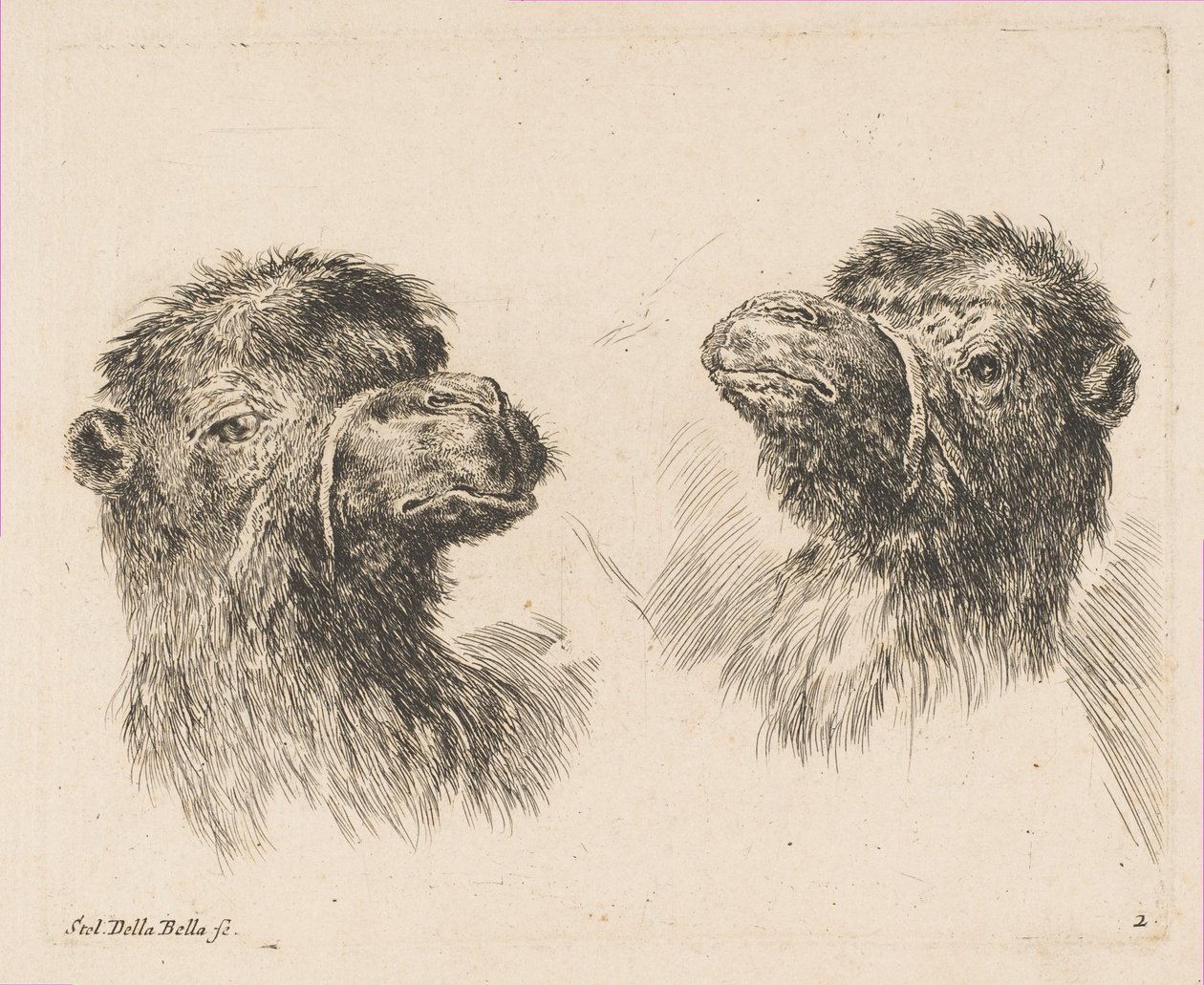 Two Camel Heads by Stefano della Bella