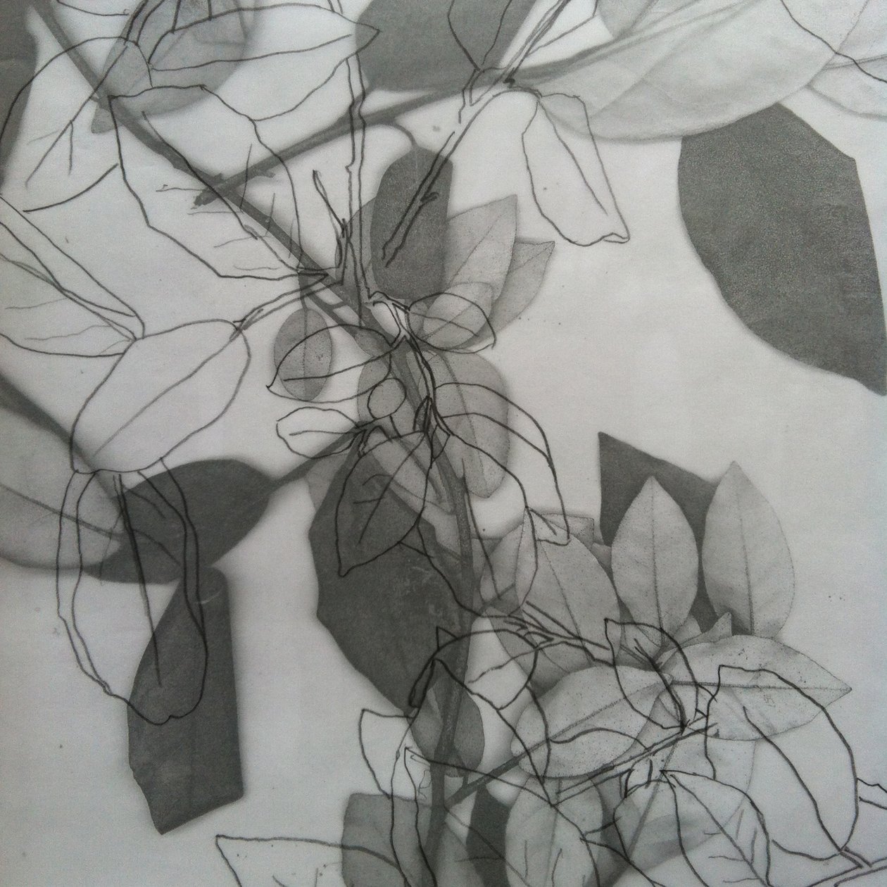 Botanical by Stephen Dow