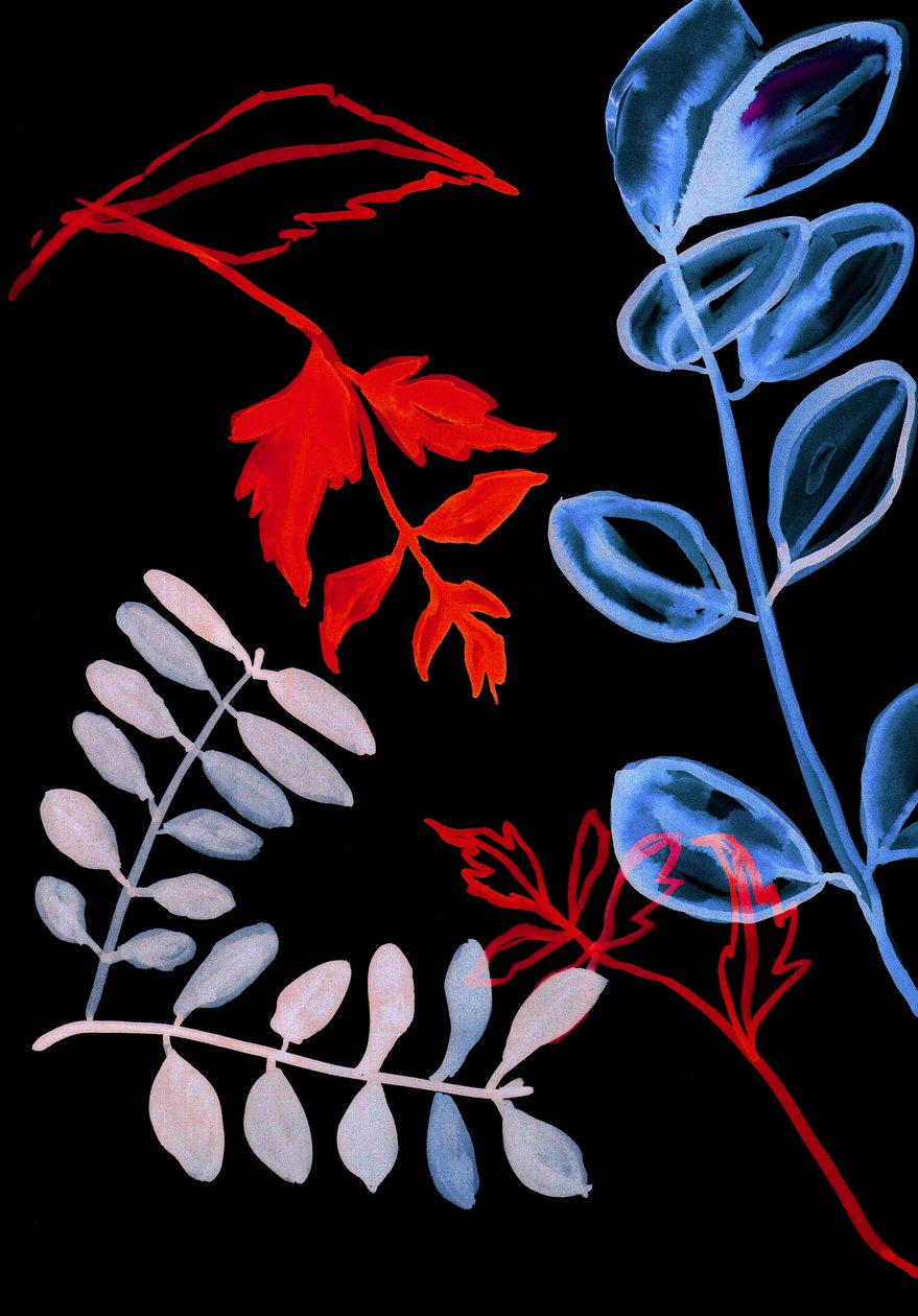 Night Flora IV by Stephen Dow