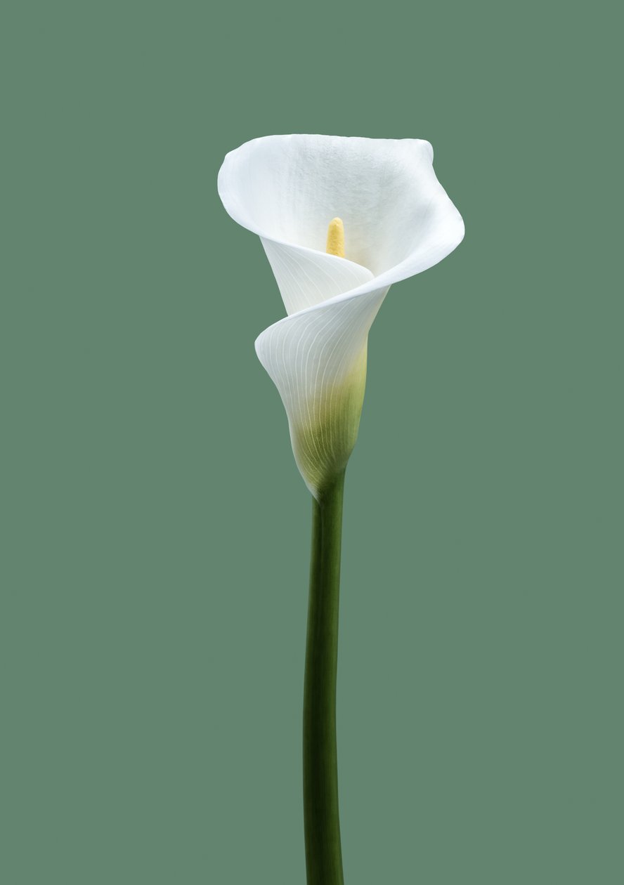 Calla Lily No. 02 by Steve Gallagher