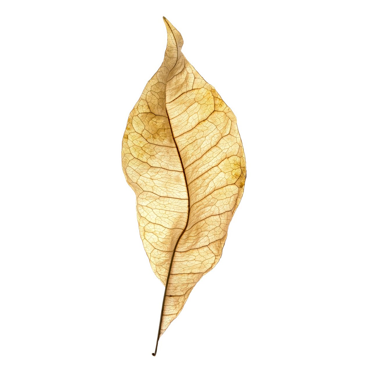 Leaf Study No. 01, 2020 by Steve Gallagher