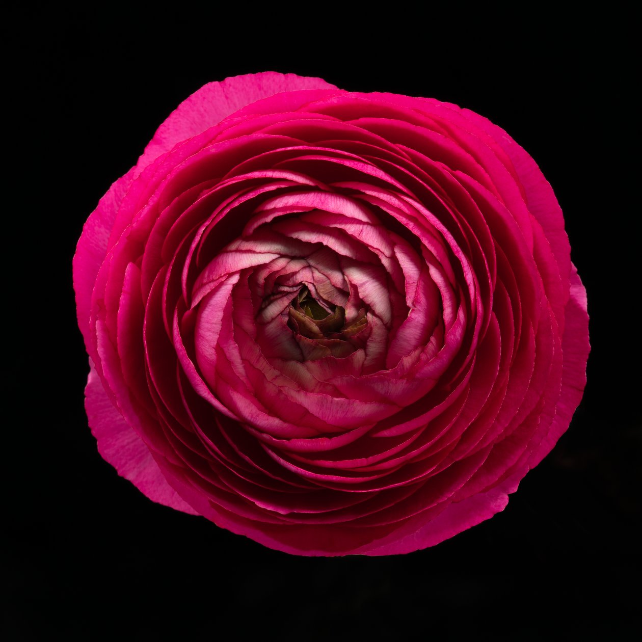 Ranunculus No. 01, 2020 by Steve Gallagher
