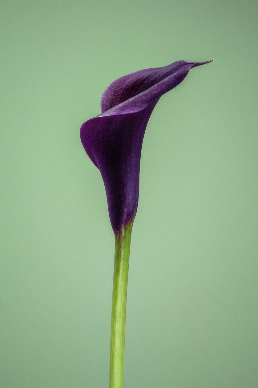 Single Purple Calla Lily, 2021 by Steve Gallagher