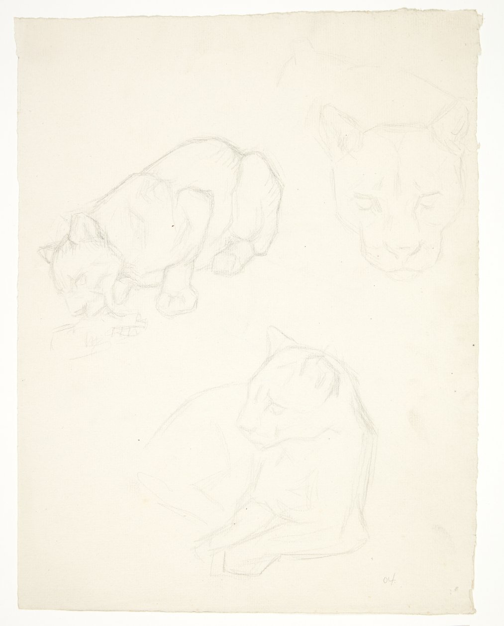 Three Studies of a Lion Cub by Svend Rathsack
