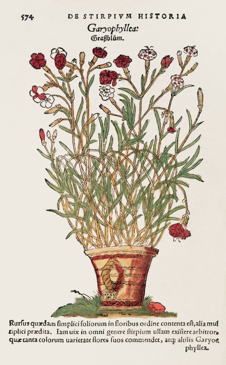 Carnation, from De Historia Stirpium by Leonard Fuchs by Swiss School