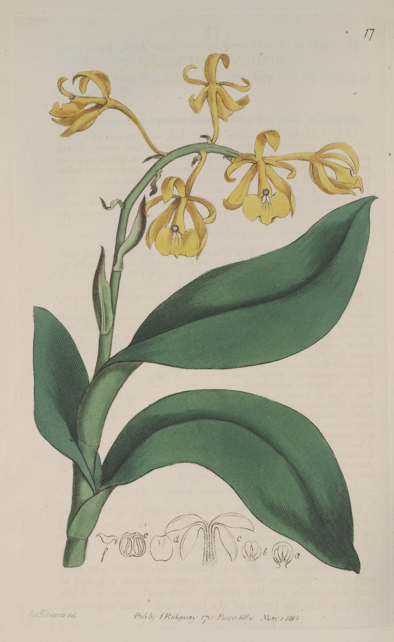 Illustration of Epidendrum nutans by Sydenham Teast Edwards