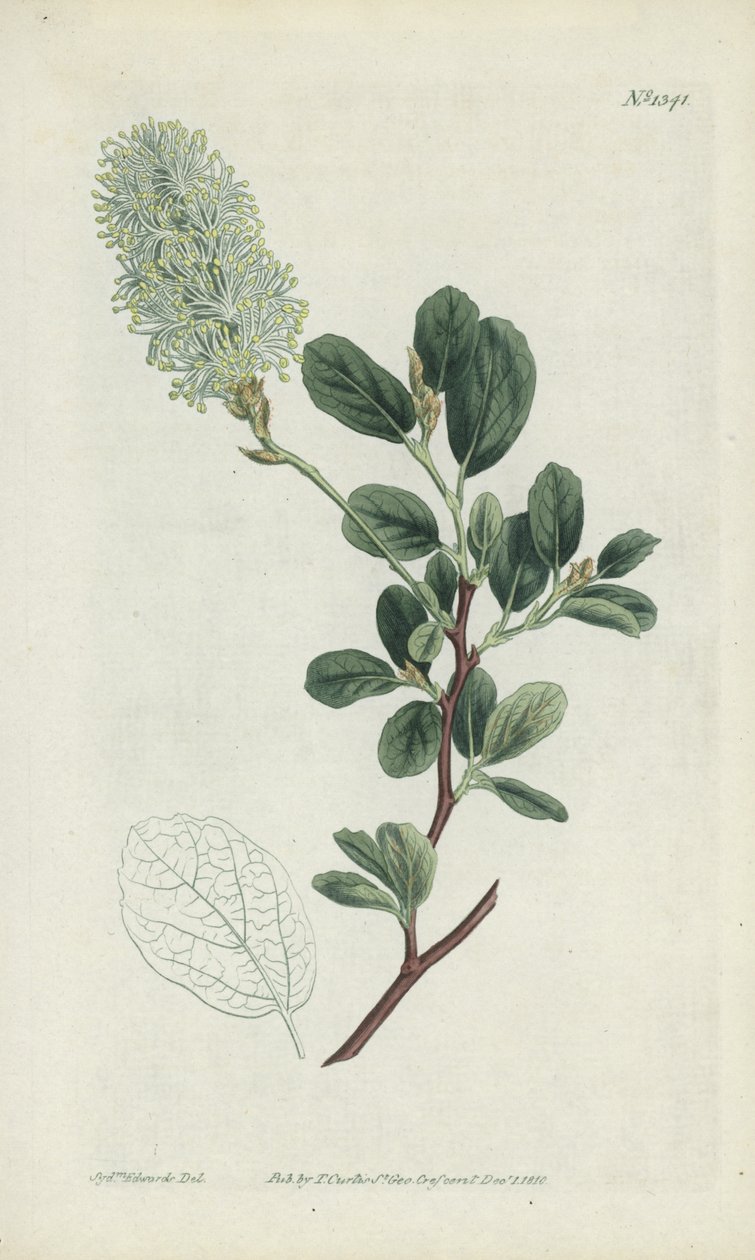 Botanical engraving by Sydenham Teast Edwards