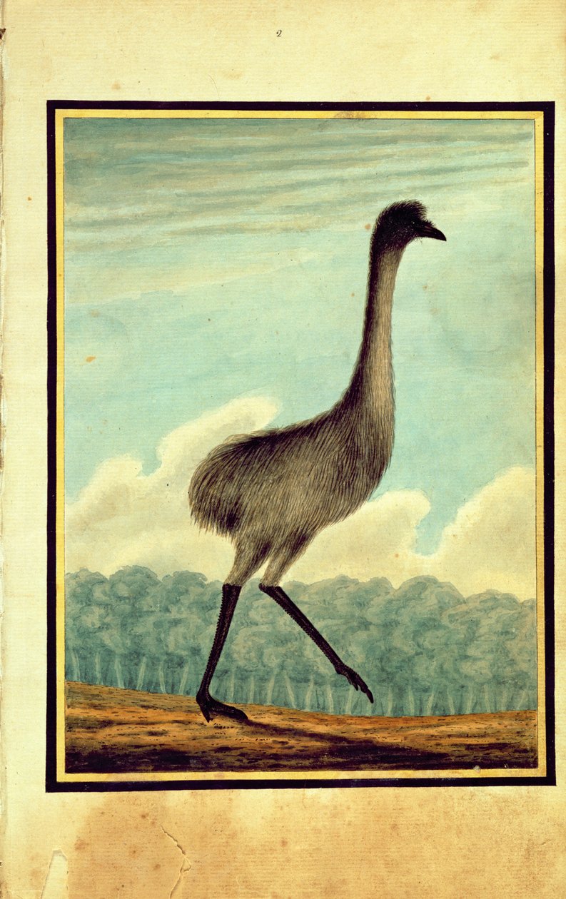 The Emu, 1813 by T.R. Browne