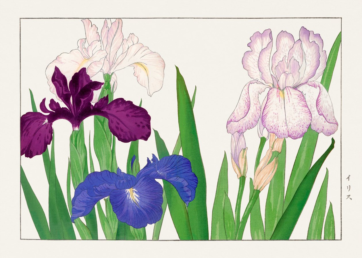 Iris Flower from "Seiyou Sokazufu" by Tanigami Konan