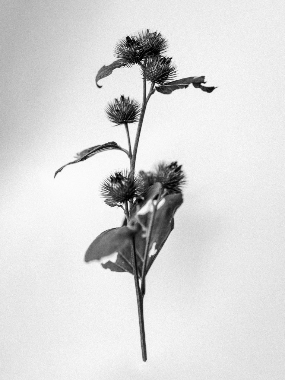 Amid the Flowers 23 by Teis Albers