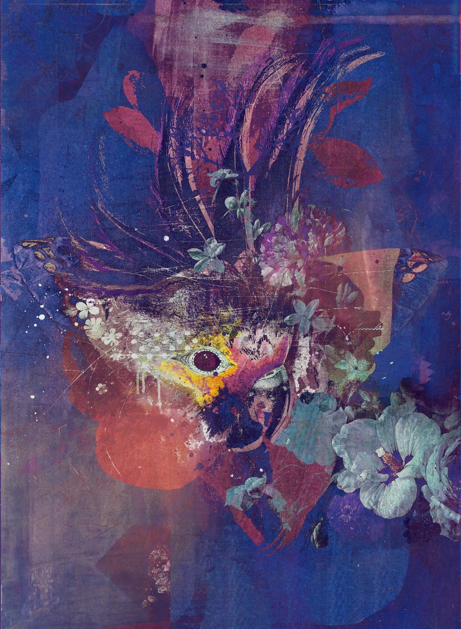 Peacock by Teis Albers