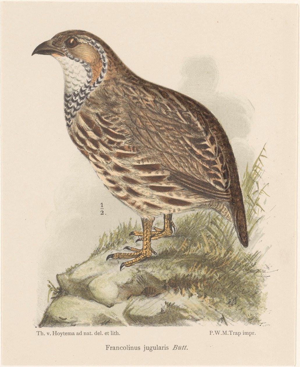 Partridge (Francolinus Jugularis) by Theo van Hoytema