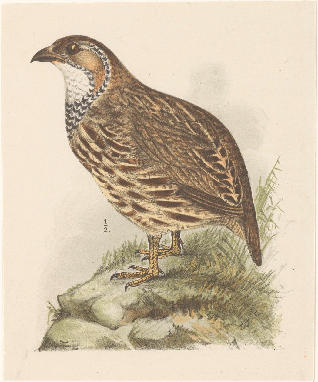 Partridge (Francolinus Jugularis) by Theo van Hoytema