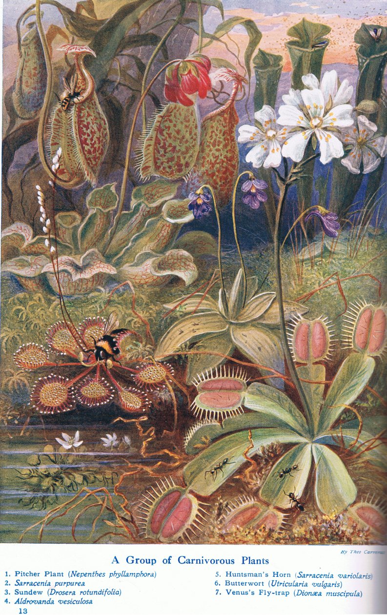 Carnivorous Plants by Theobald Carreras