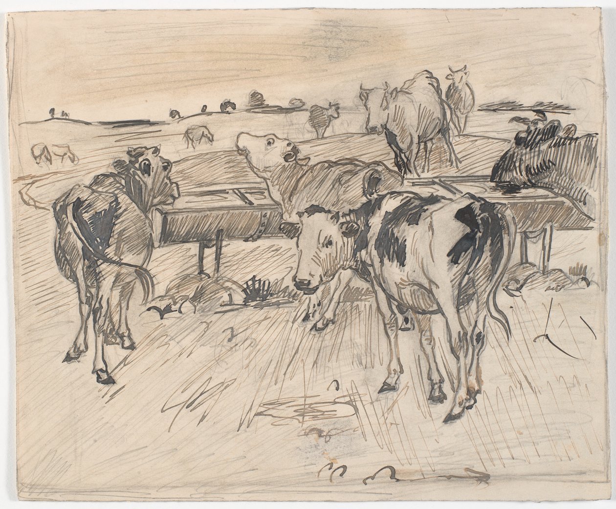 Calves at Gammelgård