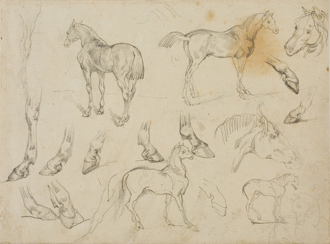 Sketches of a Horse by Theodore Gericault