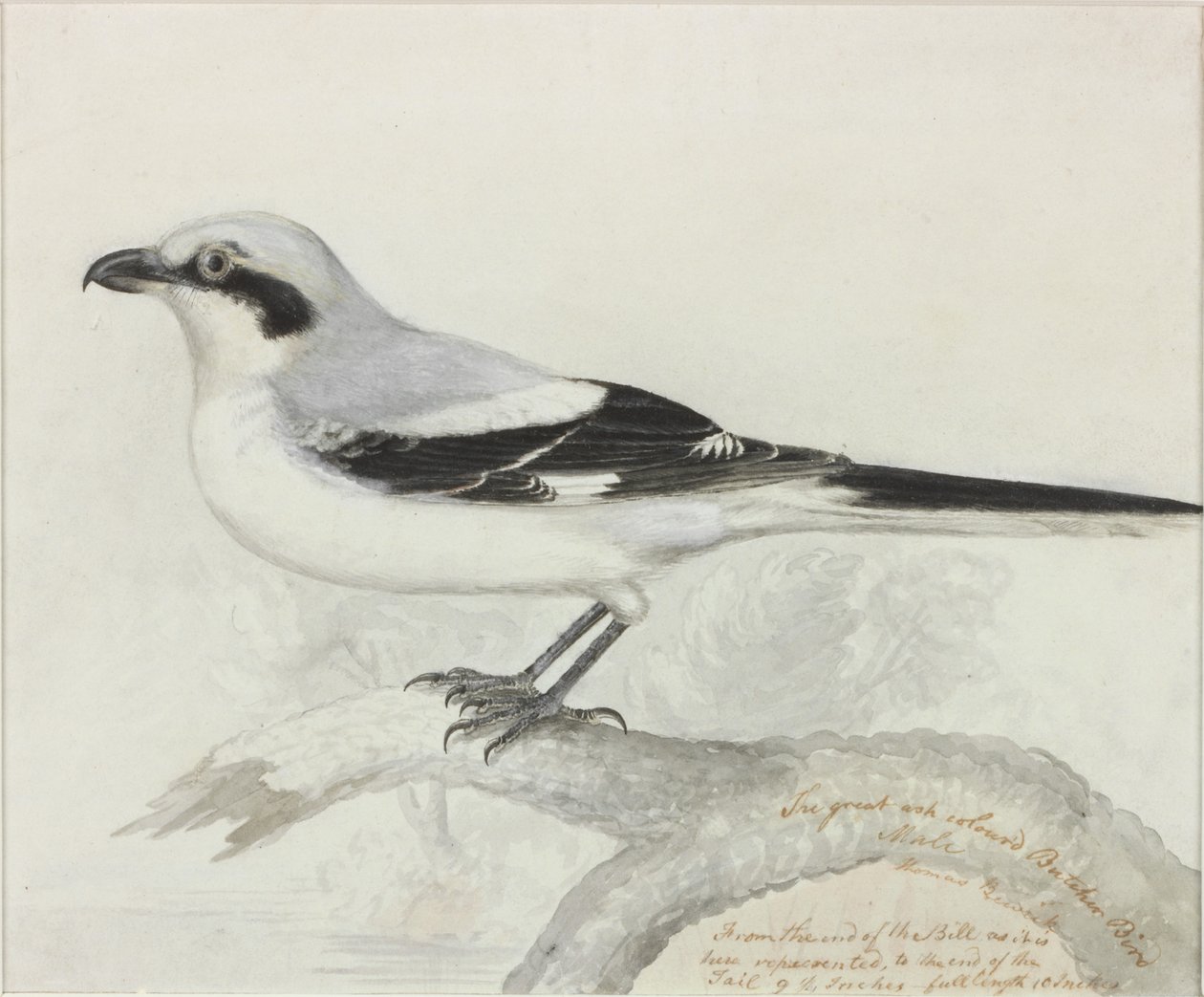 The Great Ash Coloured Butcher Bird by Thomas Bewick