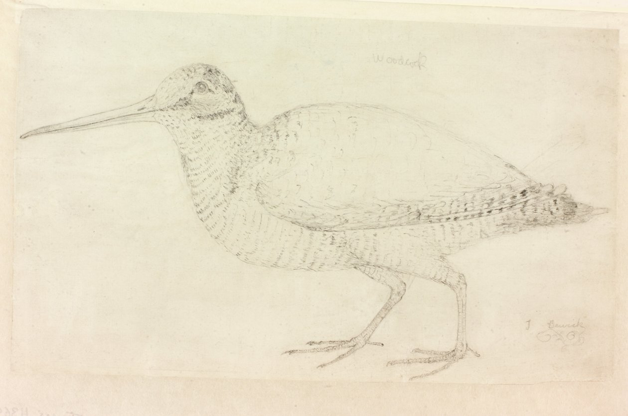 The Woodcock by Thomas Bewick