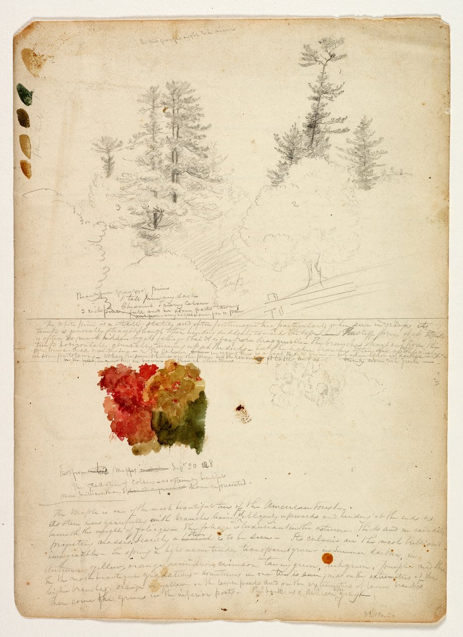 Beautiful Groups of Pines; Tints from Maples, New Hampshire, September 30th 1828 by Thomas Cole
