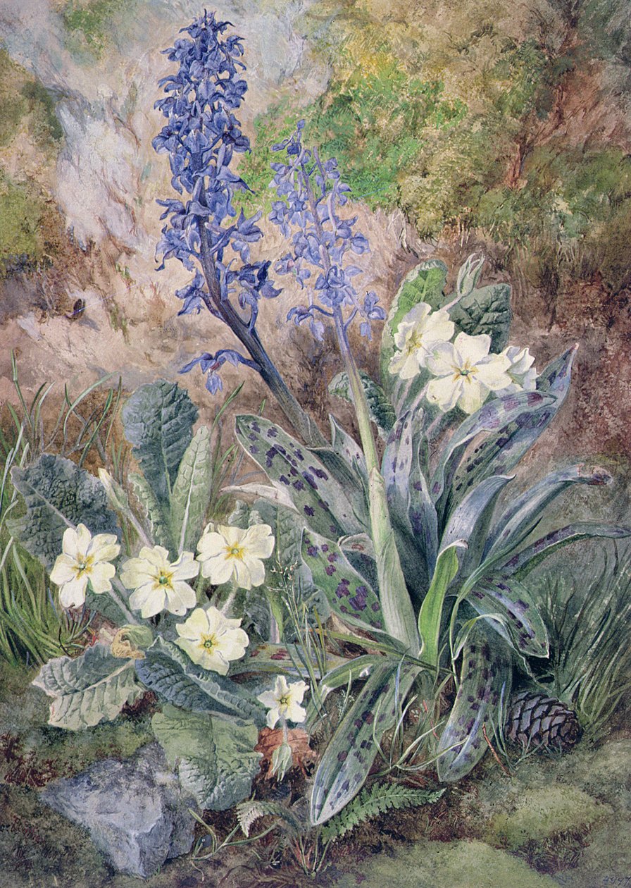 Purple Orchid and Primrose by Thomas Collier