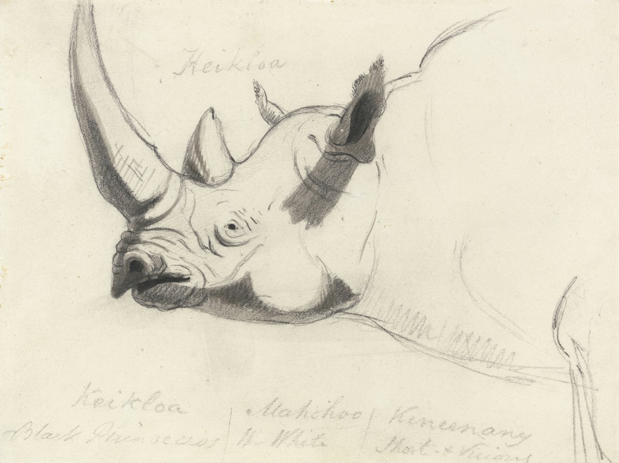 A Rhinoceros, head and shoulders, facing left by Thomas Daniell