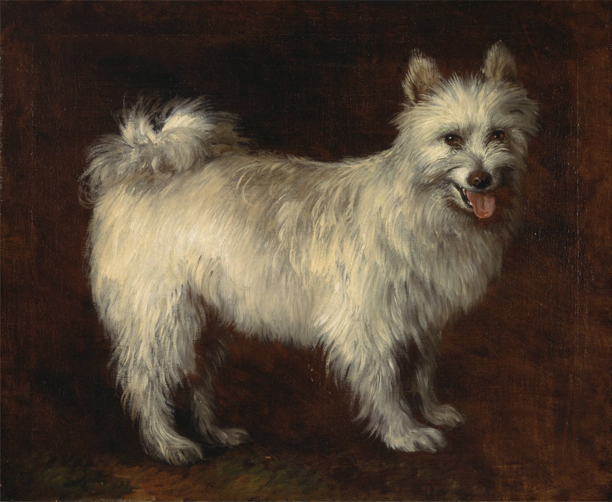 Spitz Dog by Thomas Gainsborough