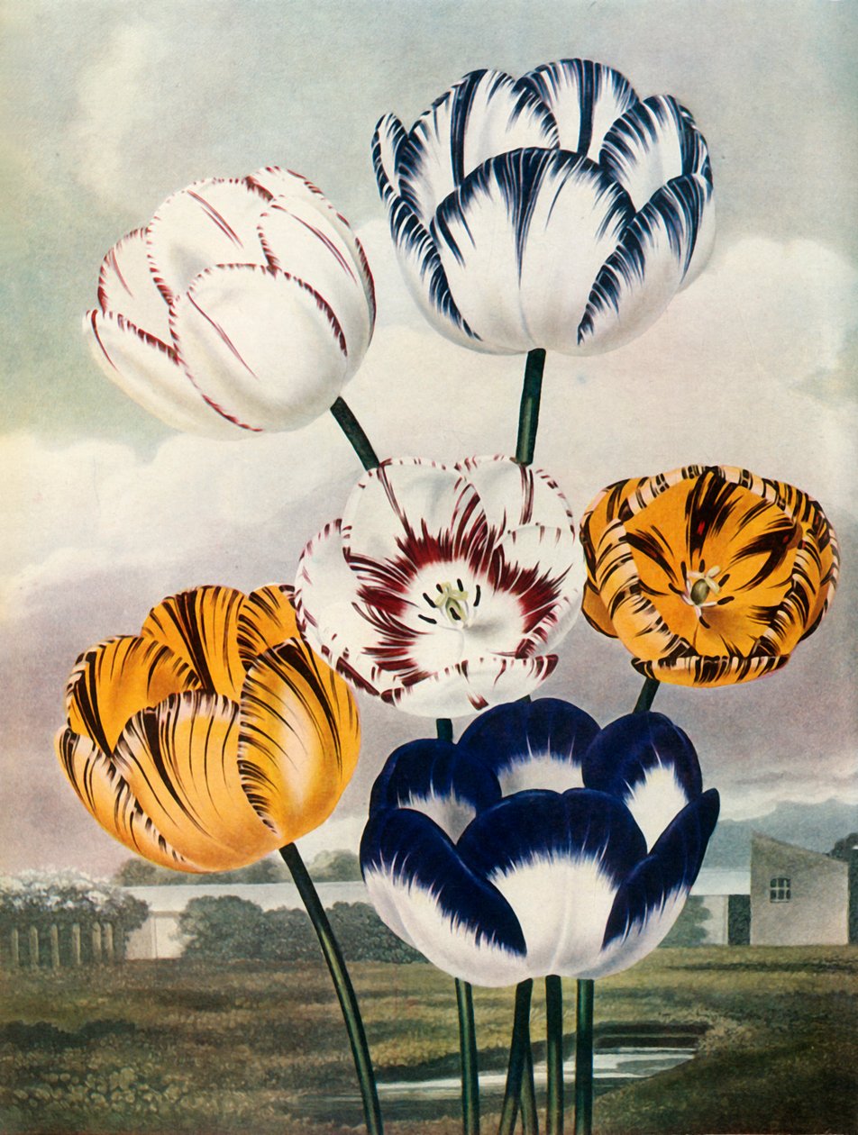 Tulips by Thomas Baxter
