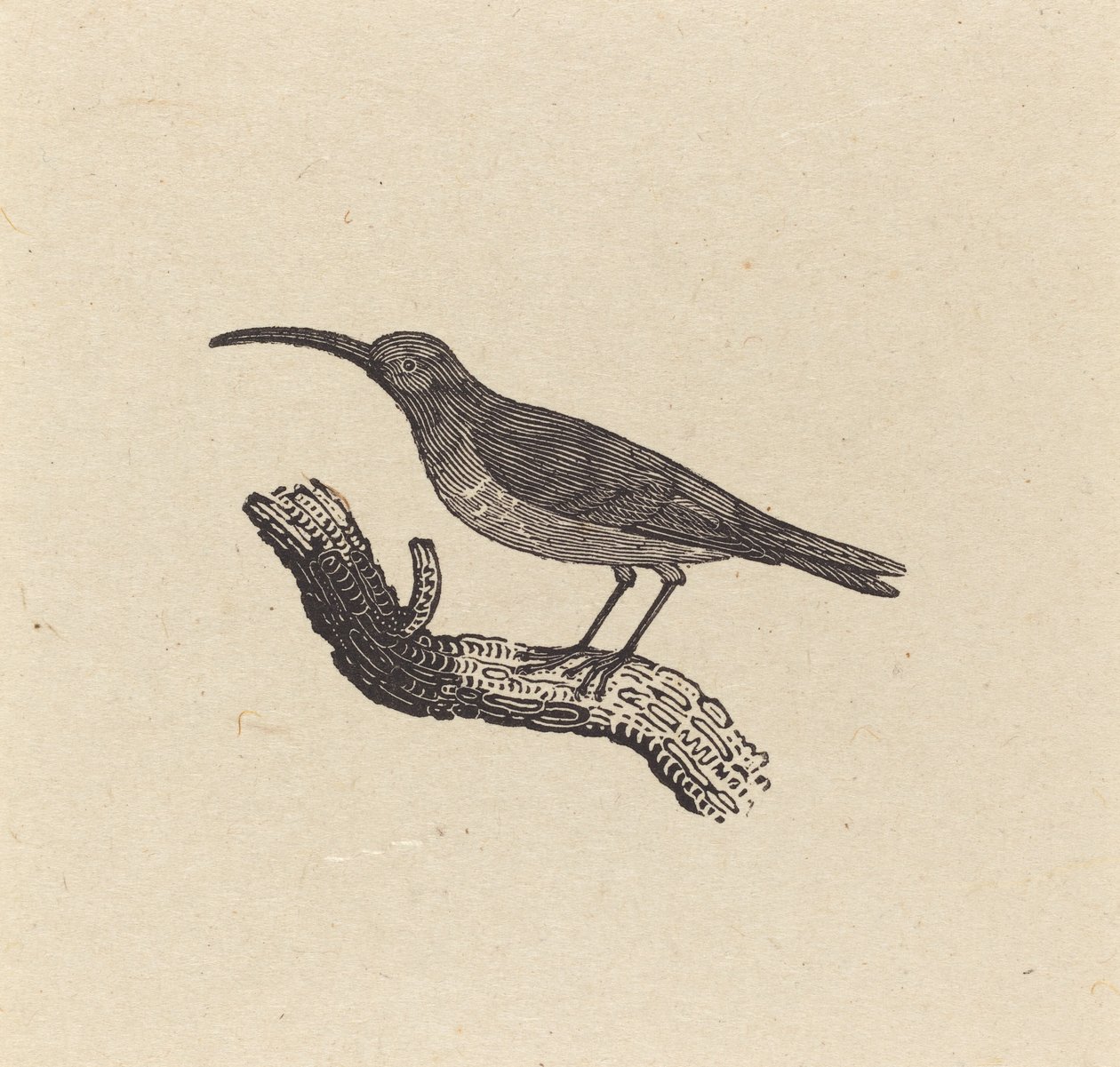A Bird by Thomas Bewick