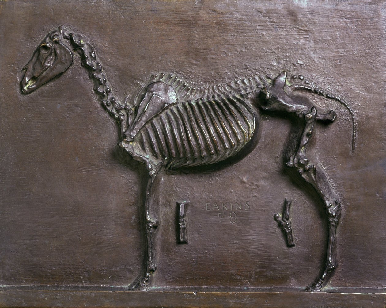 Horse Skeleton by Thomas Cowperthwait Eakins