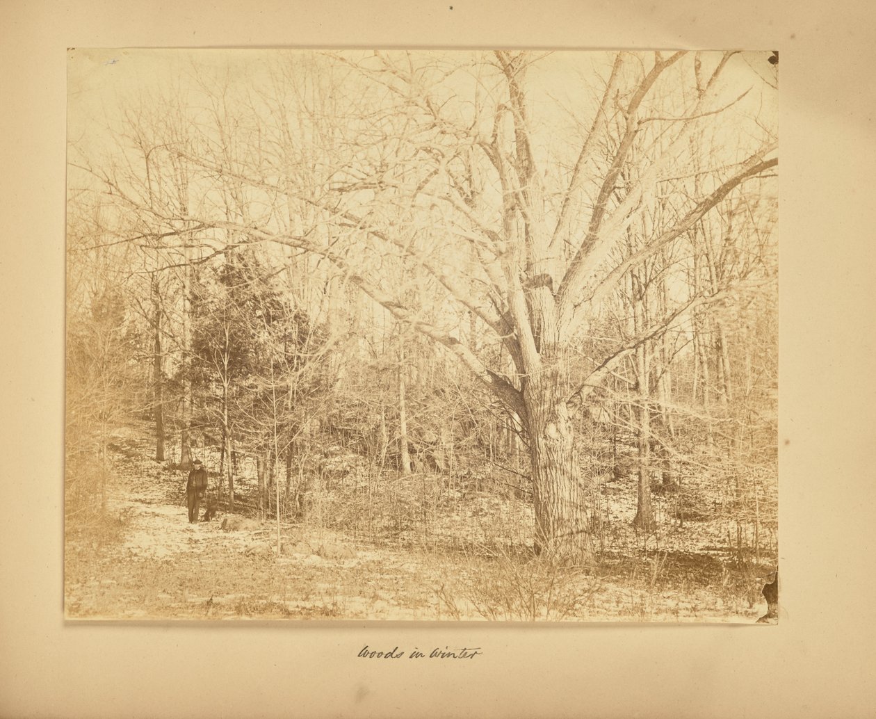 Woods in Winter by Thomas E. Jevons