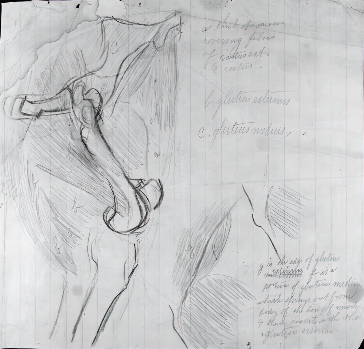 Anatomical Drawing by Thomas Eakins
