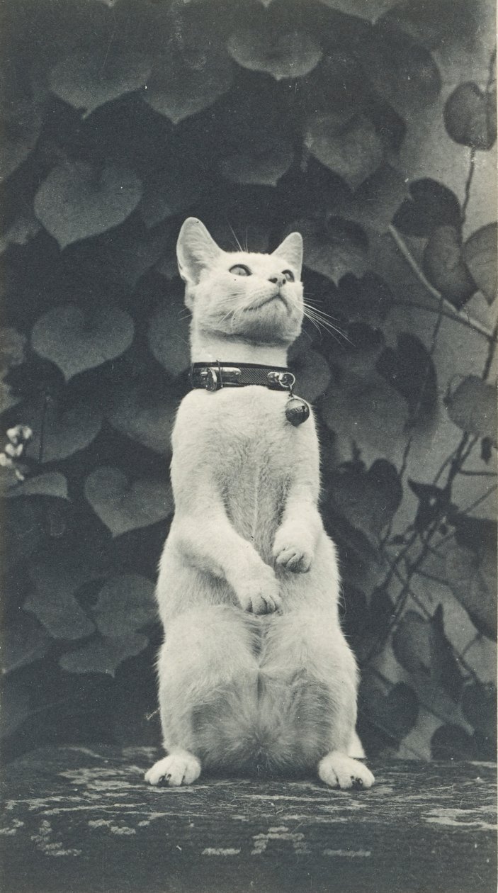 Cat in Eakins