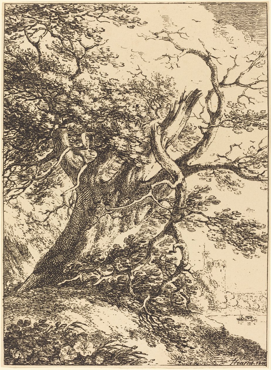 Old Tree by Thomas Hearne