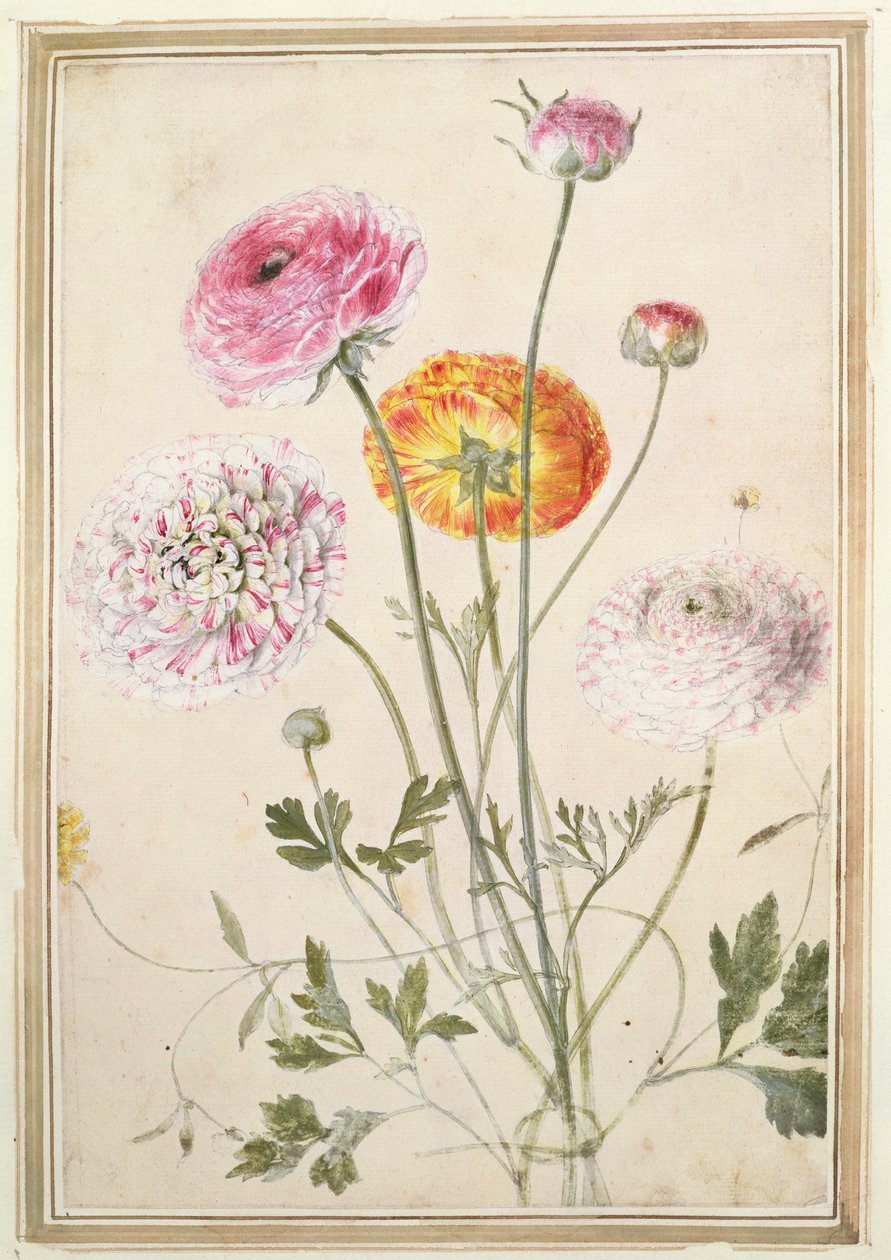 Flower Study by Thomas Robins
