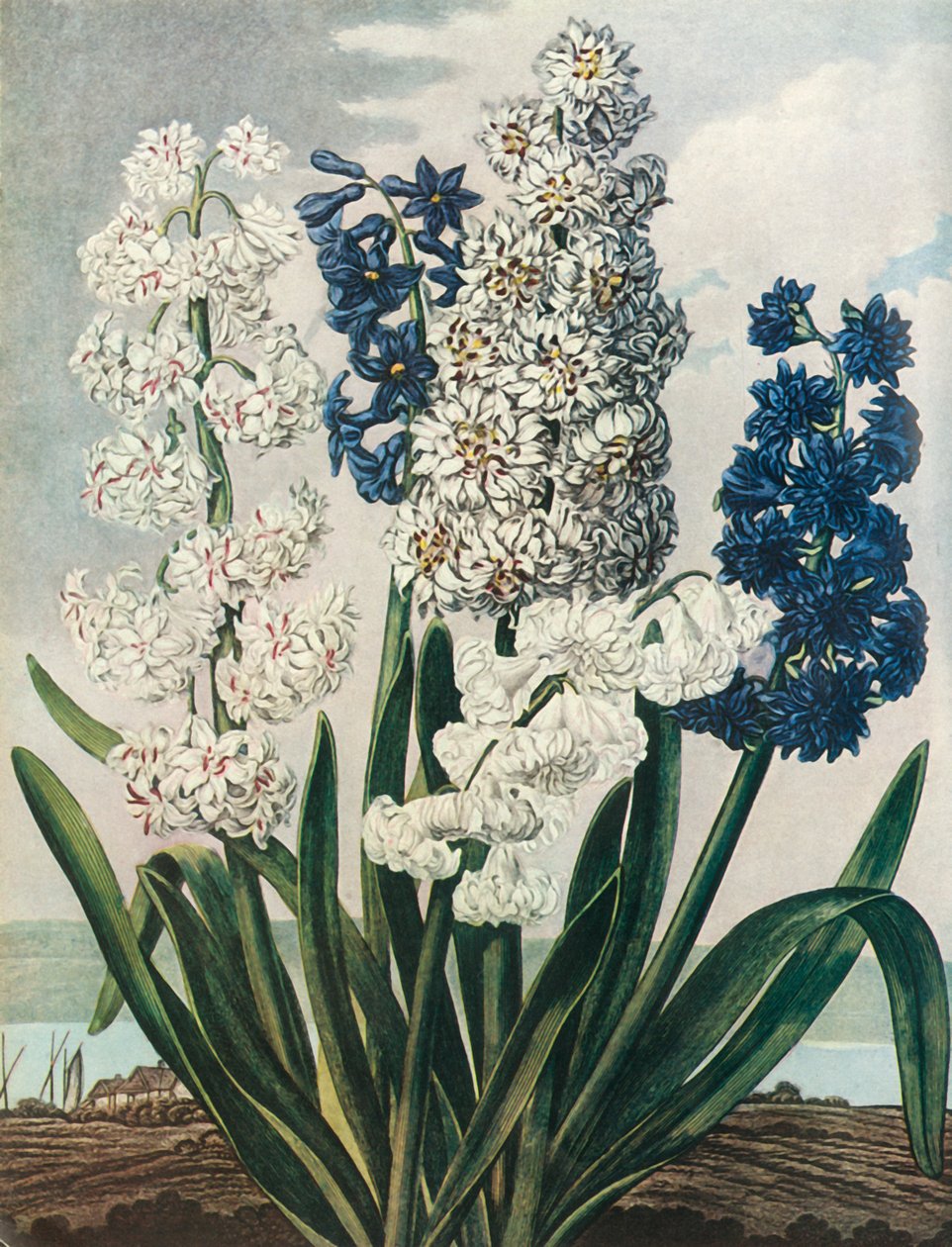Hyacinths by Thomas Warner