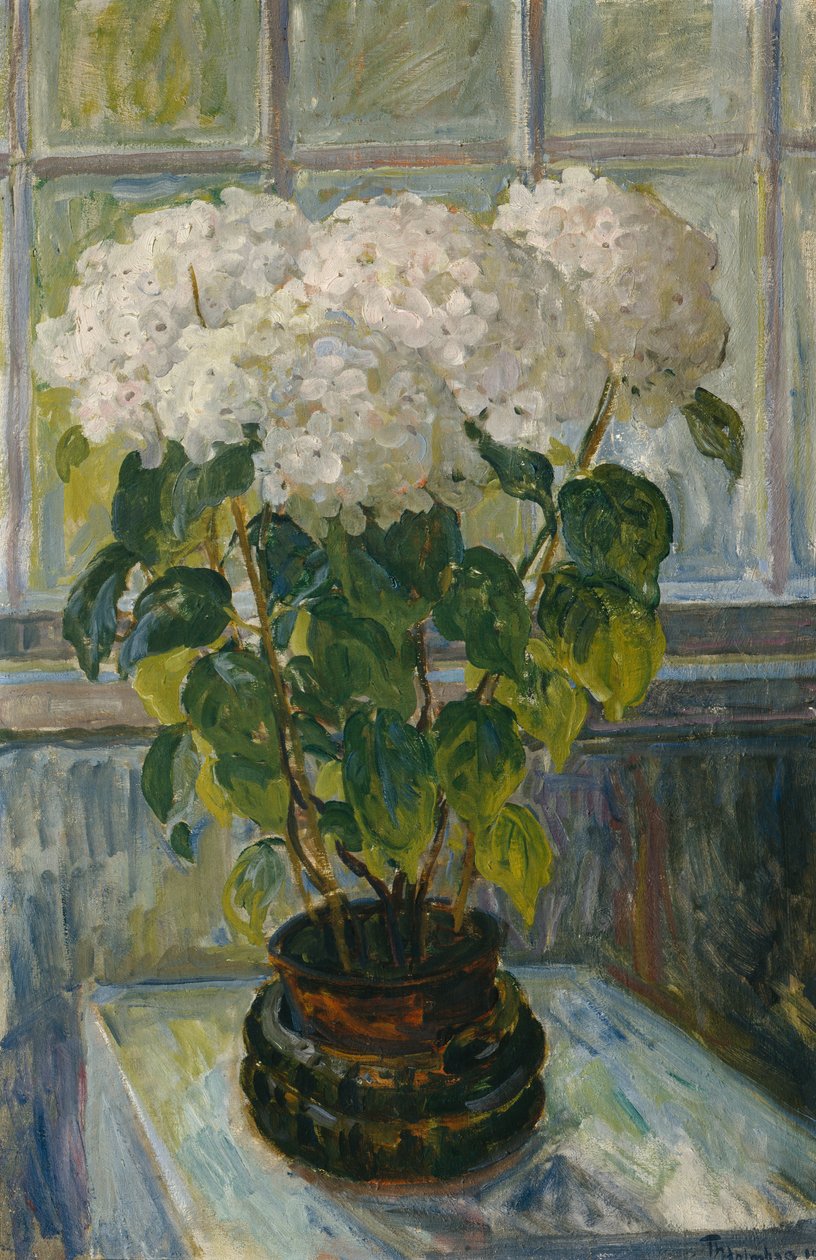 Hydrangea by Thorolf Holmboe