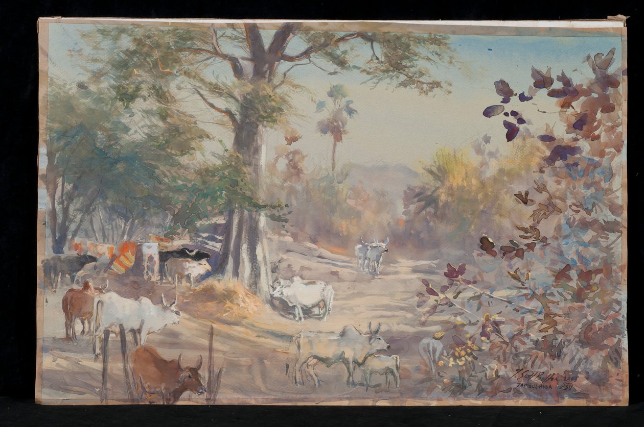 Cattle, Jambughoda by Tim Scott Bolton