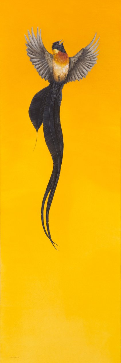 Soar; Yellow by Tim Hayward