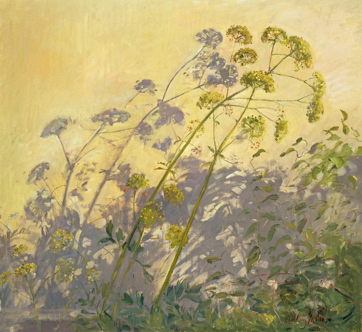 Lovage, Clematis and Shadows by Timothy Easton