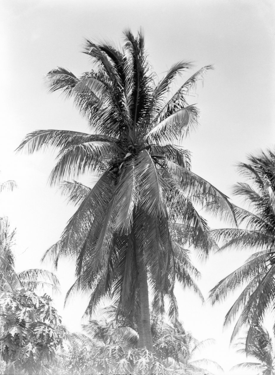 Palm Tree by Tina Modotti
