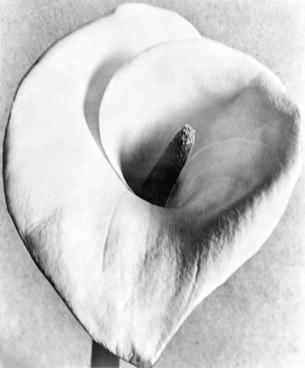 Calla Lily, Mexico City by Tina Modotti