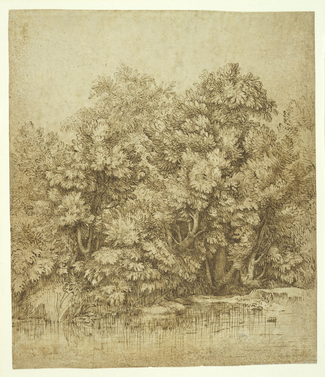 Trees Near a Pool of Water, c.1530 by Tiziano Vecelli