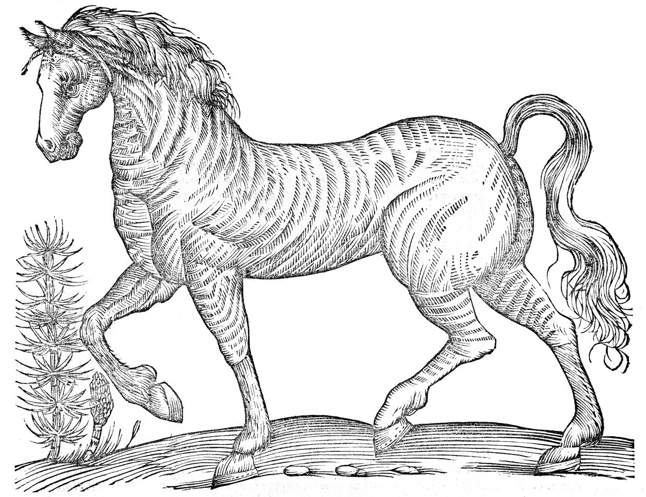 A Complete Volume on Solid-Hoofed Quadrupeds by Ulisse Aldrovandi