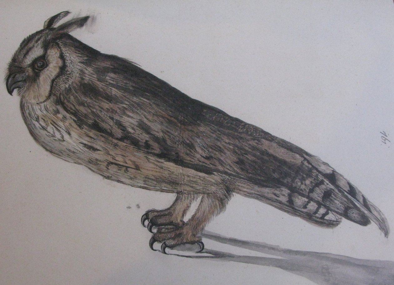 Long-Eared Owl by Unbekannt Unbekannt